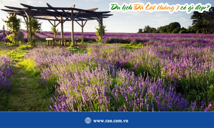 Du lịch Đà Lạt tháng 7 có gì đẹp?